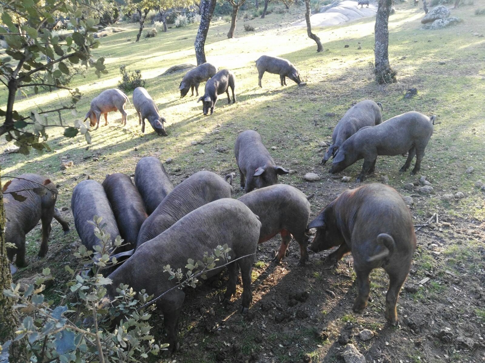 Puercos sueltos por el campo