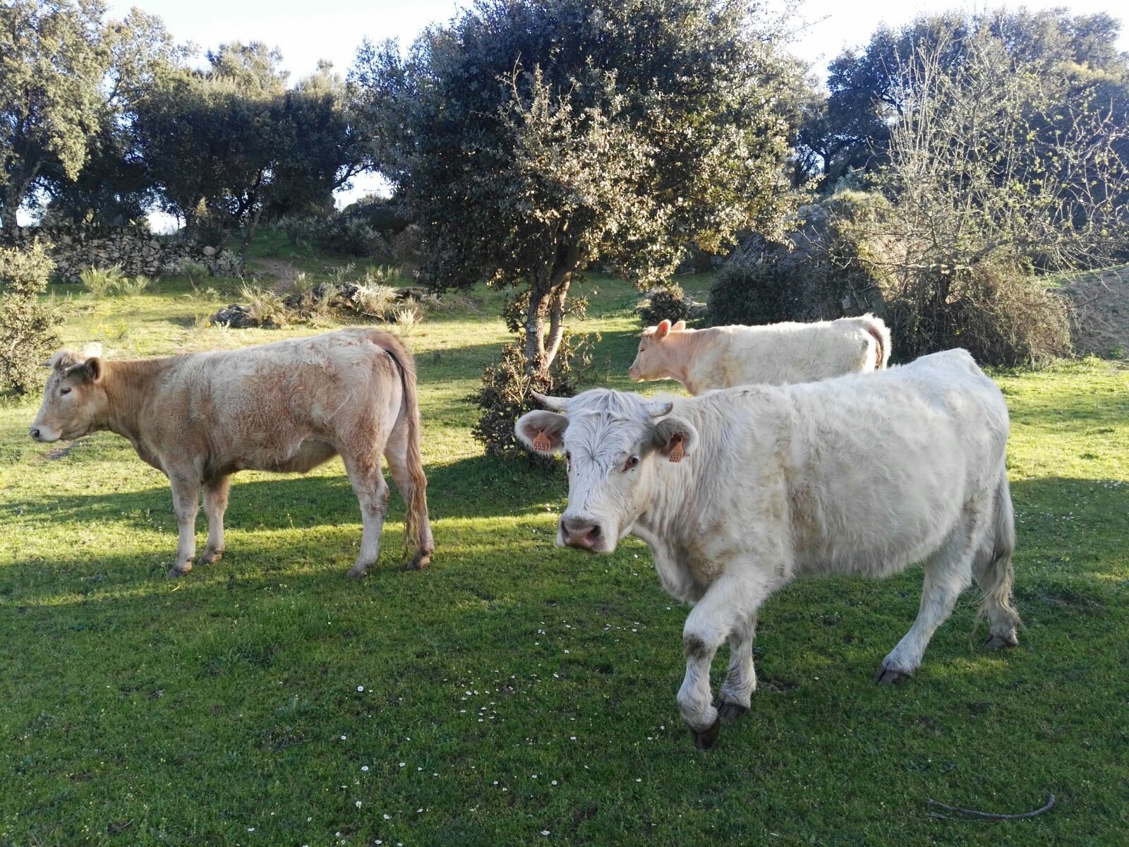 Ganado suelto por el campo