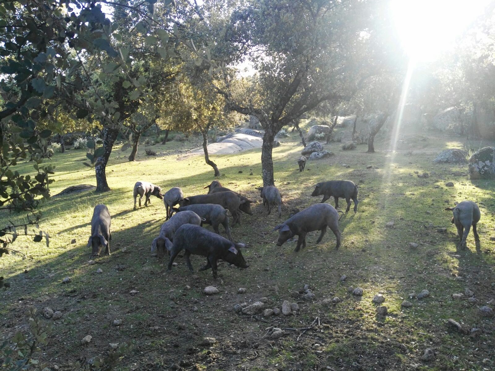 Puercos comiendo en la naturaleza