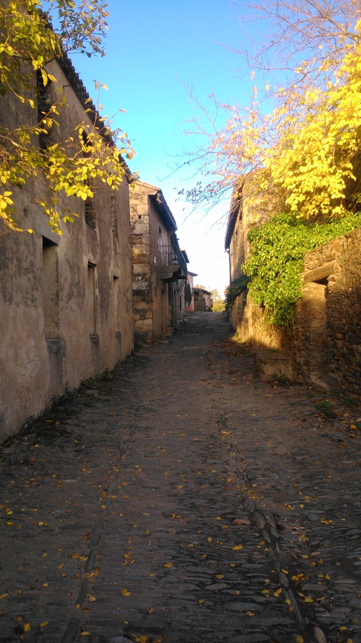 Puercos sueltos por el campo